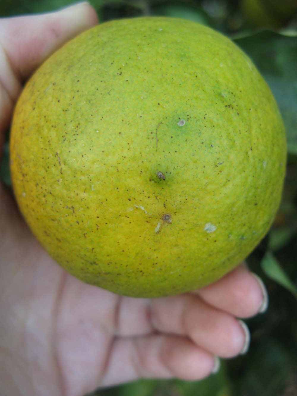              Fruit (Winter Haven, FL)       